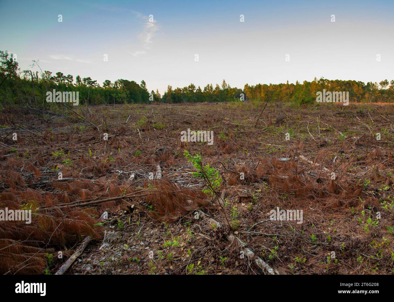 Wasted wood and debris from a clear cut logging operation and debris on the ground Stock Photo
