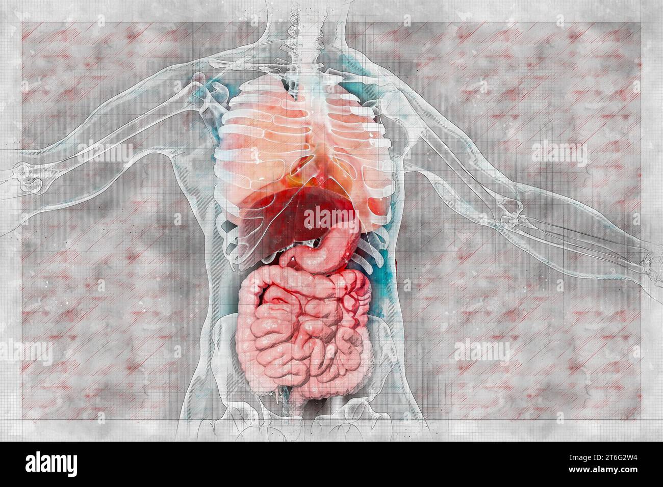 Human body anatomy, respiratory and digestive system, 3D illustration in sketch scientist notes style Stock Photo