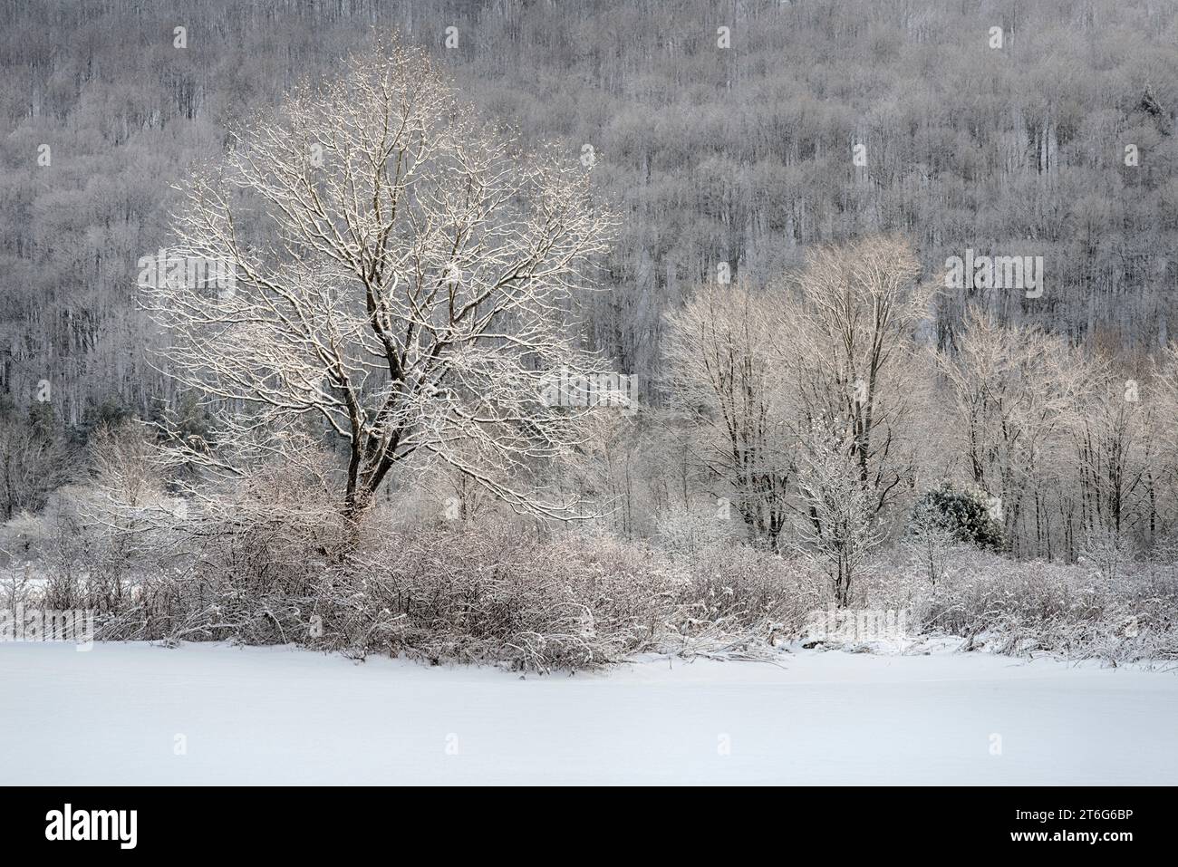 Lone Tree In The Snow In Upstate New York Background, Winter