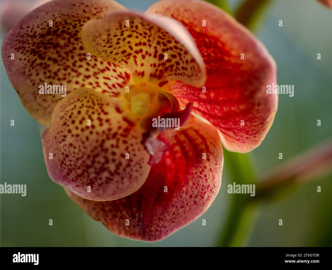 Close up of an orange and yellow speckled orchid Stock Photo