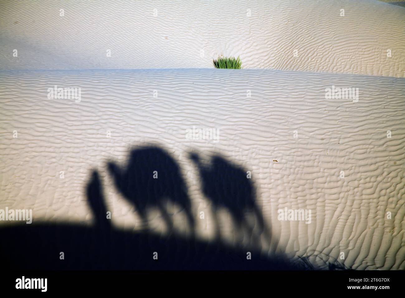 Shadow of a man and two camels (dromedaries) on a sand dune. Stock Photo