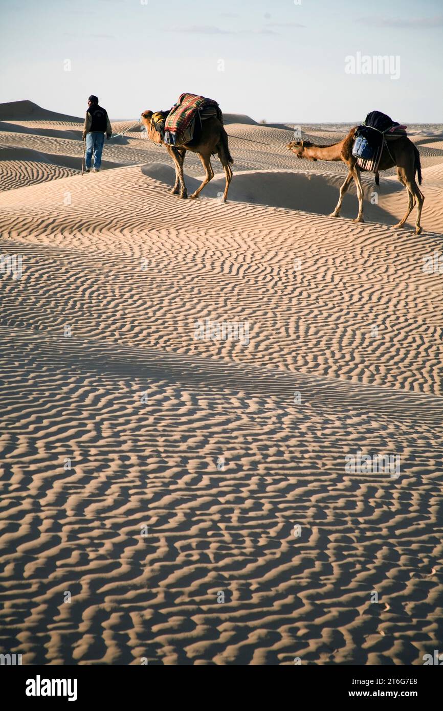 Camel trekking guide Nasser leads two camels (dromedaries) across the desert. Stock Photo