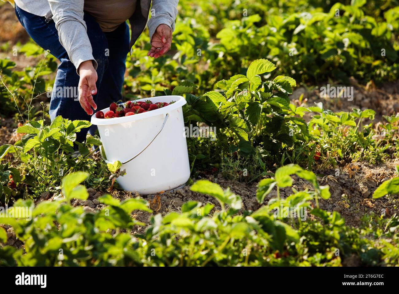 A woman picks strawberries. Stock Photo