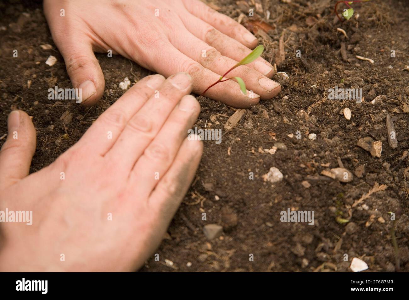 Close up view of a woman planting lettuce seedlings in a backyard garden. Stock Photo