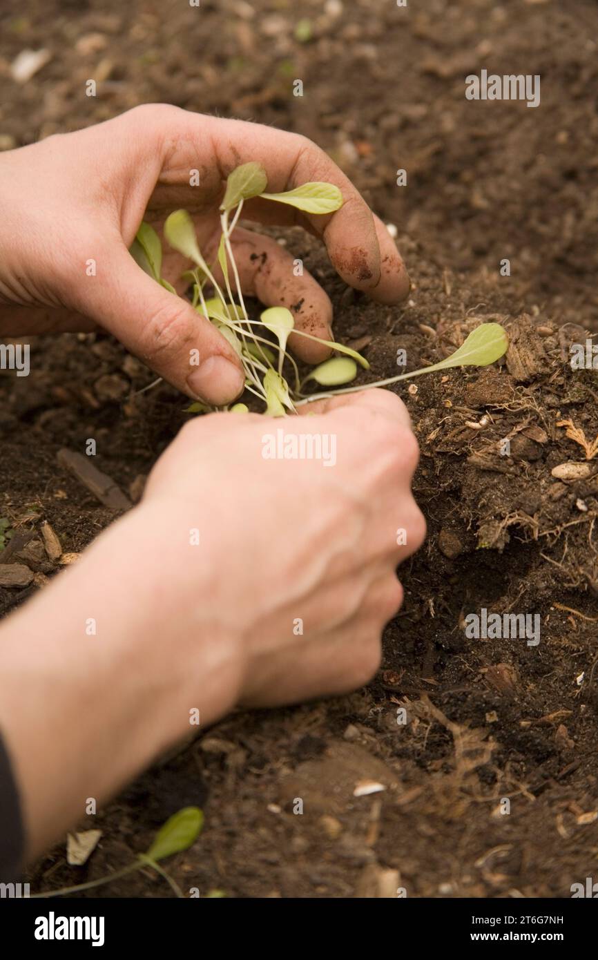 Close up view of a woman planting lettuce seedlings in a backyard garden. Stock Photo