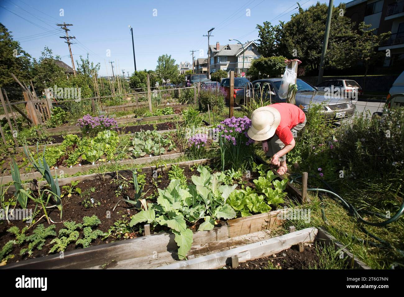 A woman tends to her community garden plot (allotment) in the Vancouver neighborhood of Kitsilano. Stock Photo