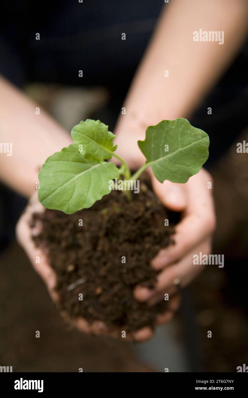 Close up view of a woman planting broccoli seedlings in a backyard garden. Stock Photo