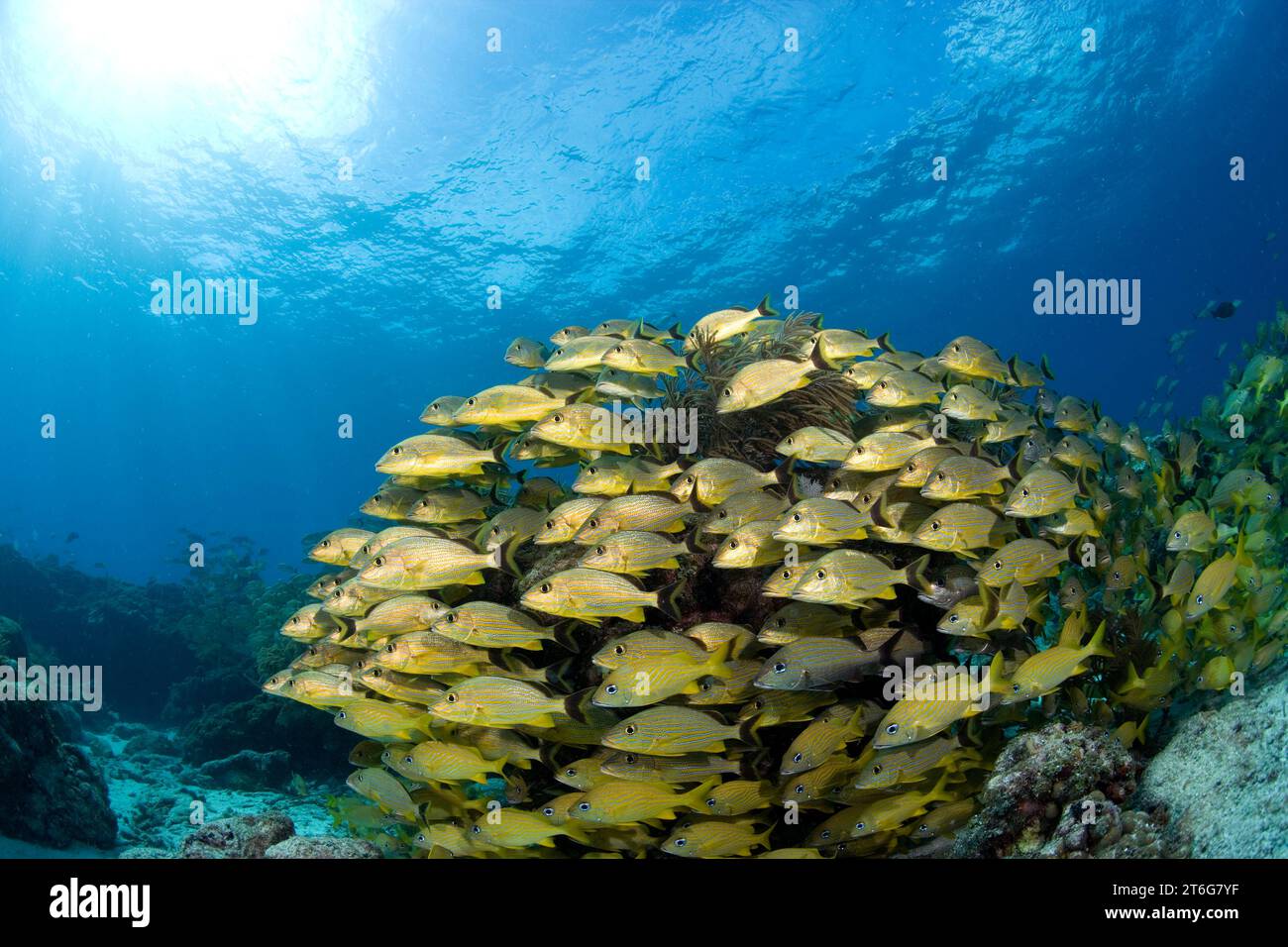 schooling fish surround Elkhorn coral (Acropora palmata, Florida Keys Stock Photo