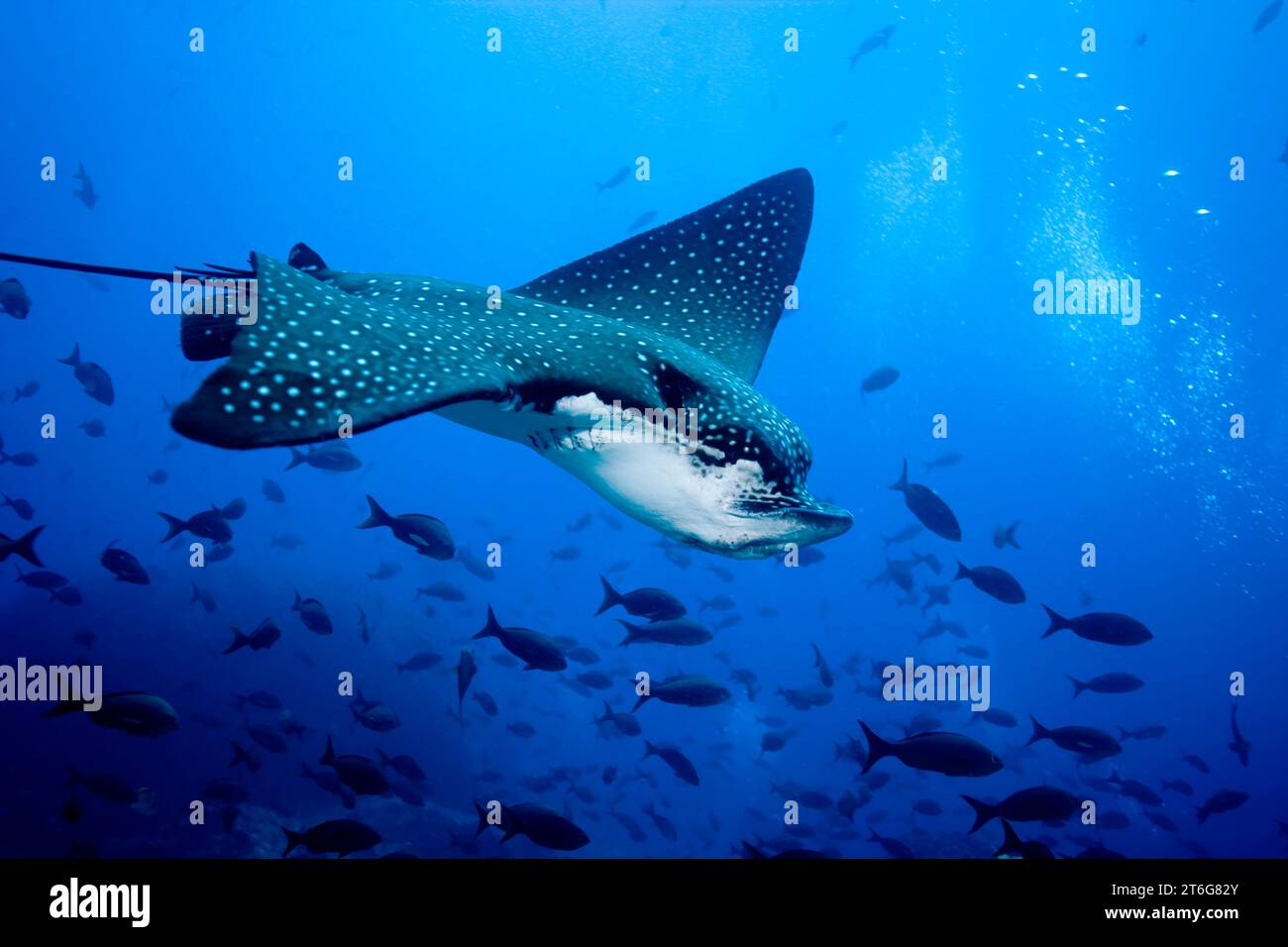 Spotted eagle ray (Aetobatus narini), midwater, Galapagos Islands Stock