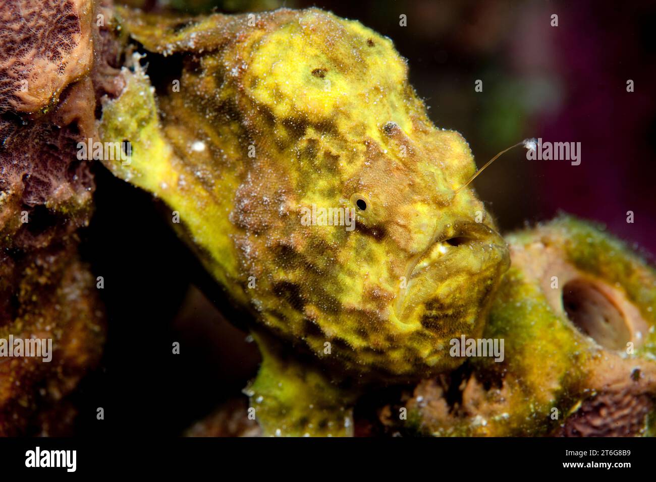 Fishing lure of the Longlure frogfish (Antennarius multiocellatus can be seen in this underwater close-up. Stock Photo