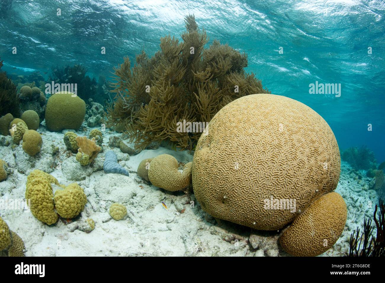 Large Brain coral (Diploria strigosa) rests in the shallow water near the island of Klein Bonaire. Stock Photo
