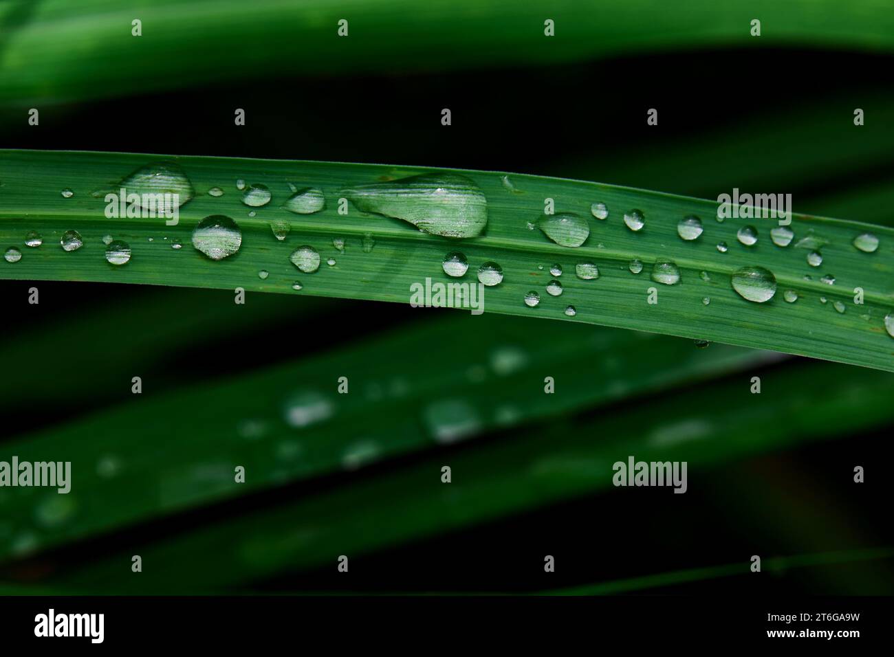 Close-up of water drops on grass of blade Stock Photo