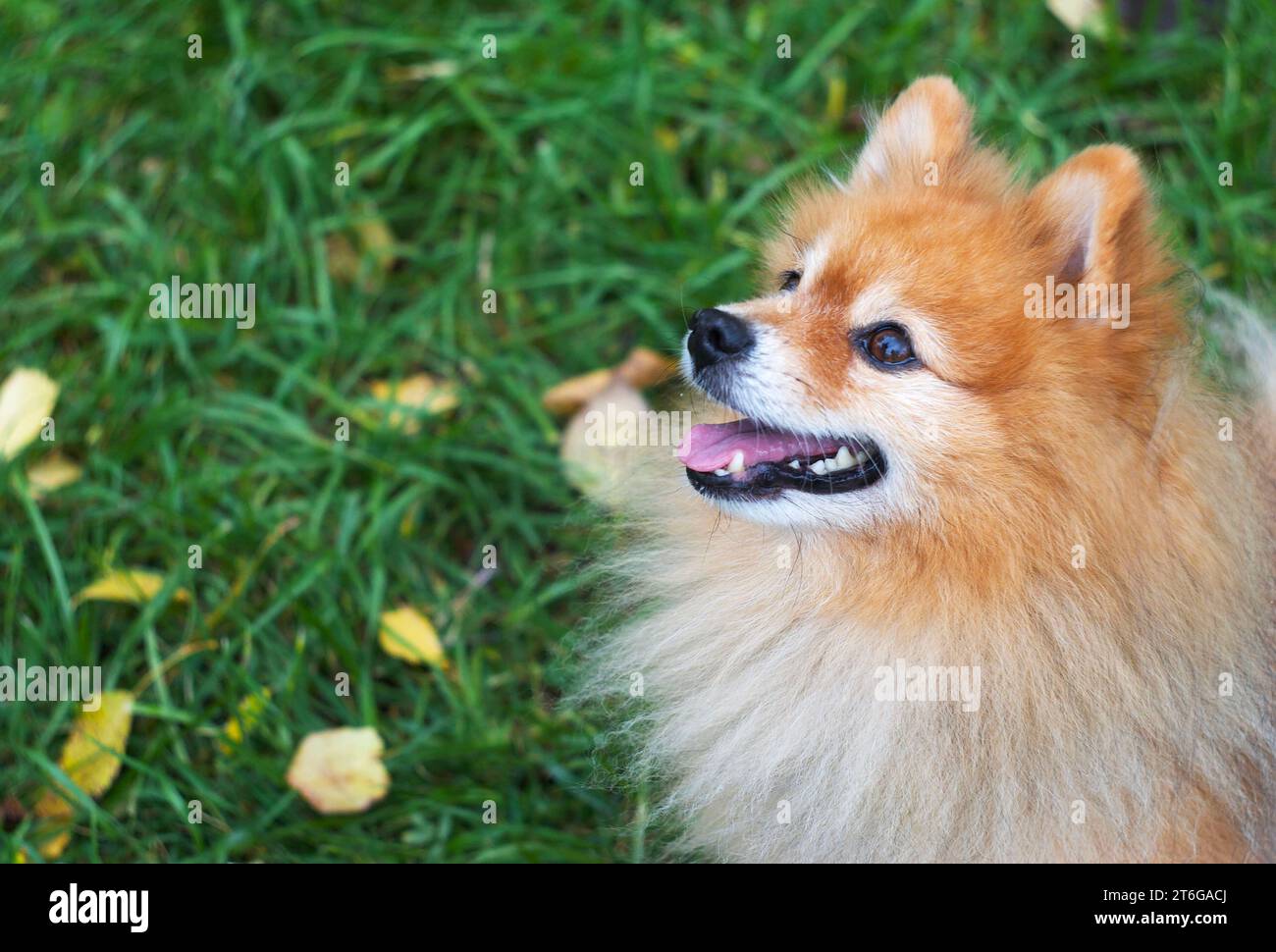 German spitz dog hires stock photography and images Alamy