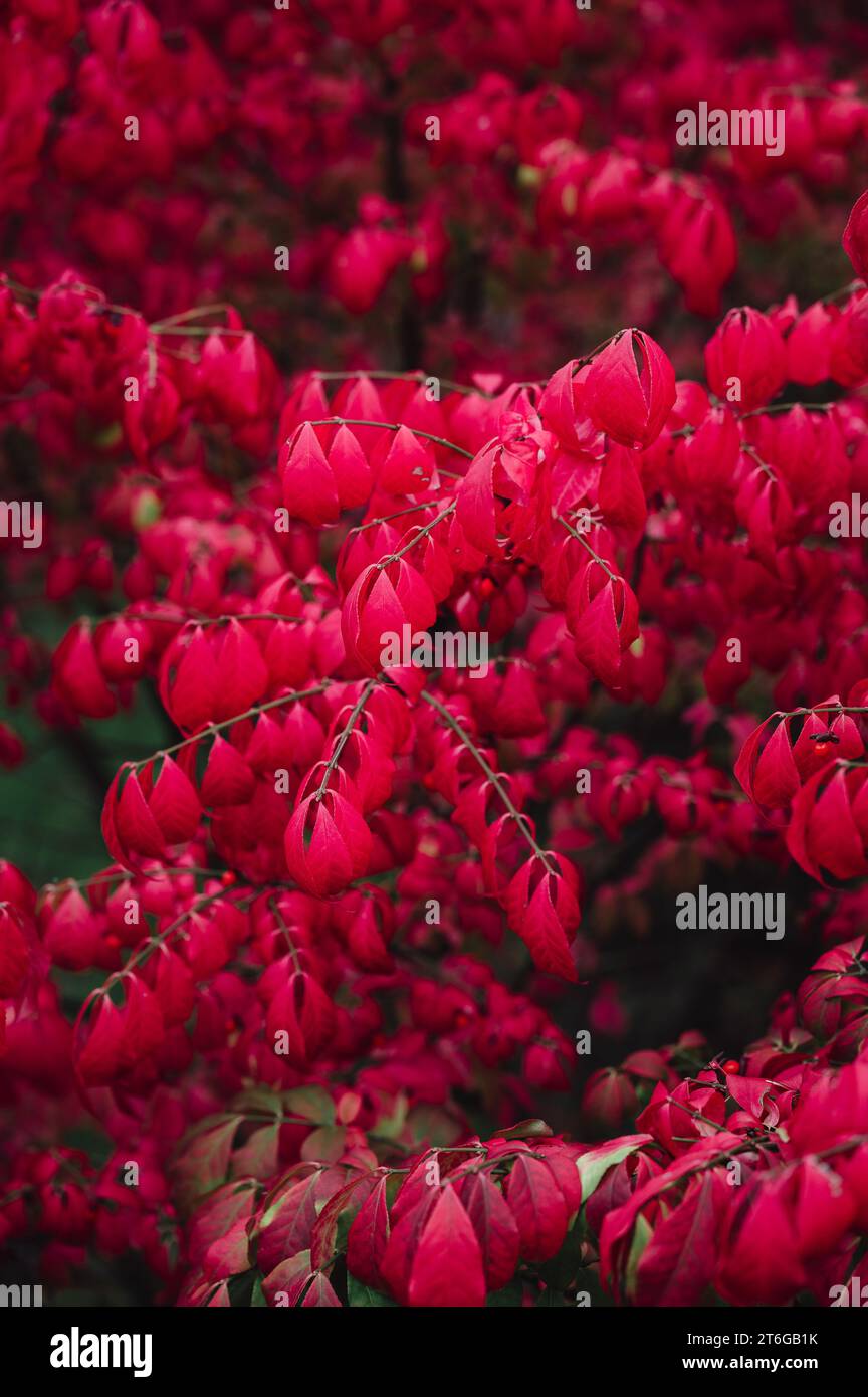 Branches of bright red leaves on burning bush plant in autumn. Stock Photo