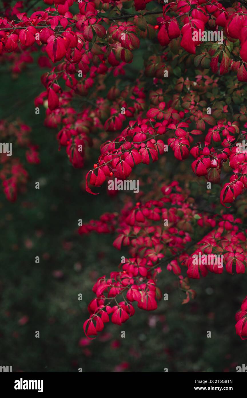 Branches of bright red leaves on burning bush plant in autumn. Stock Photo