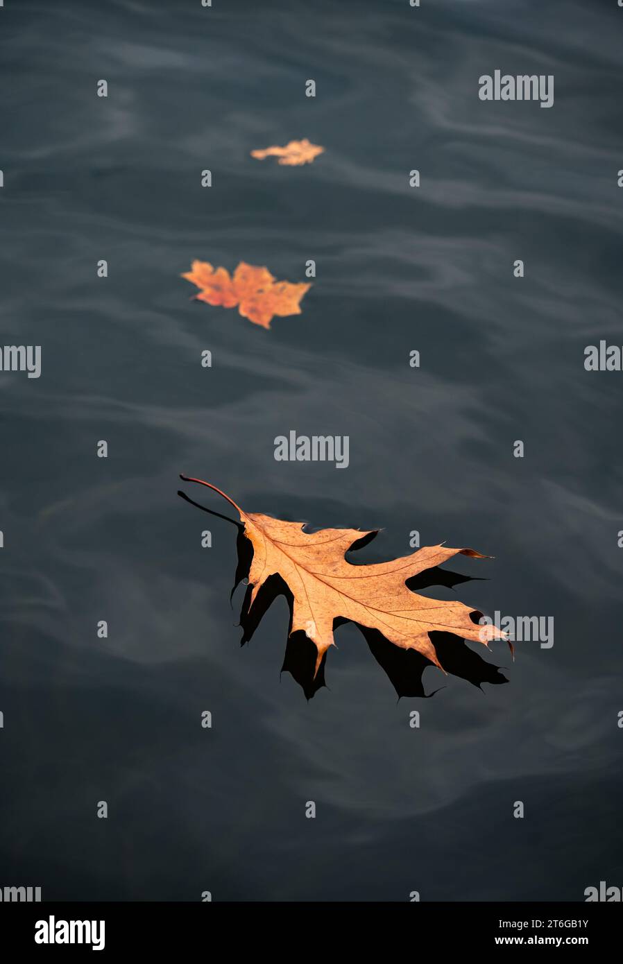 Close up of fallen leaves floating on surface of water on fall day. Stock Photo