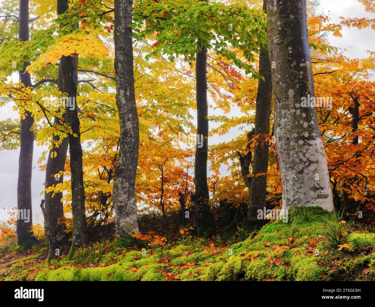 beech trees in carpathian deciduous forest. beautiful nature scenery in autumn. foliage in fall colors Stock Photo