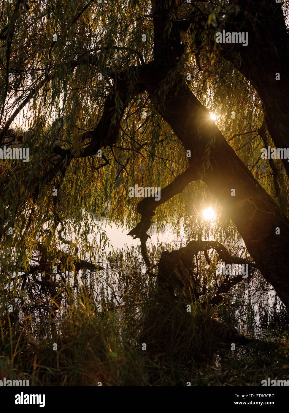 Sun reflection on the water through leaves of big willow tree Stock ...
