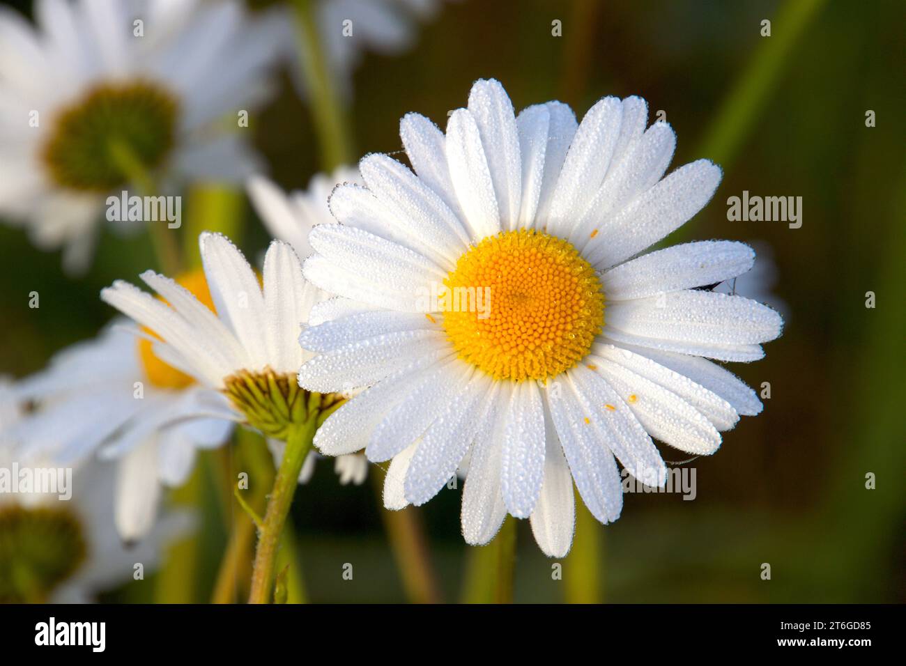 Daisy with dew drops from a cold night  so lovely Stock Photo