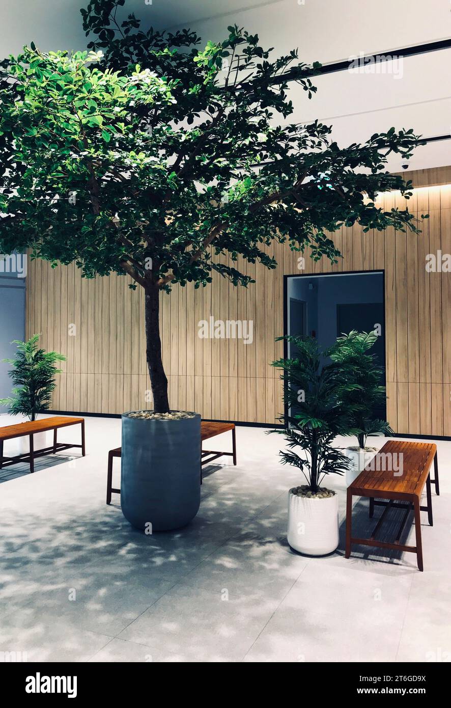 Big tree in pot for decoration in a business building, wooden bench, vertical image. The concept for corporate building. Stock Photo
