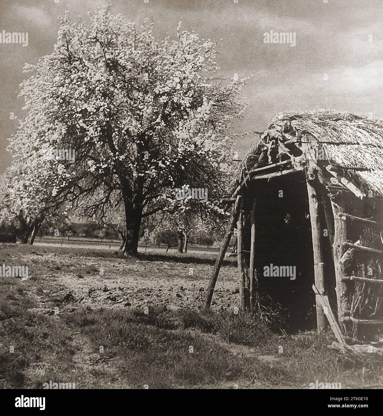 France 1939 - An apple orchard in Normandy   - France 1939 - Un verger de pommiers en Normandie Stock Photo