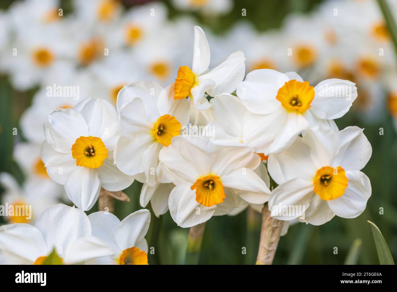 Narcissus Geranium (Narcissus poeticus) blossoms in the garden in ...