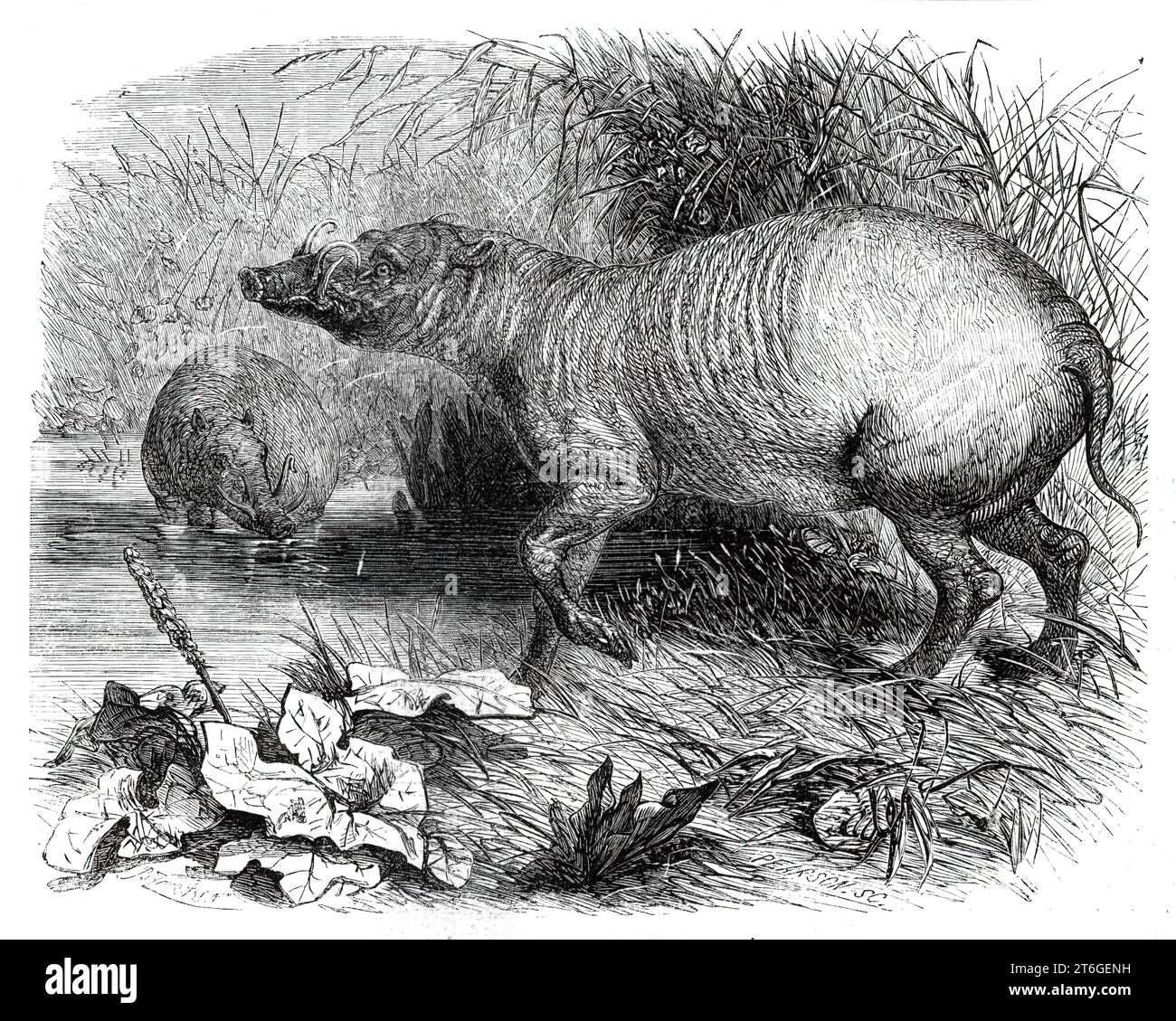 The Babirussa, recently added to the Zoological Society's Gardens, Regent's Park, [London], 1860. 'The babirussa of the Island of Celebes (Sus babirussa, or Babirussa alfurus of Systematists) is one of the most peculiar and certainly one of the most rare of this group of quadrupeds...The present example [of the Suidae or swine family]...is a fine young male, and exhibits only partially the curious structure of the tufts for which the adult male is so celebrated, and which must render him so formidable an opponent in the forest. These tusks grow upwards instead of downwards from the upper jaw, Stock Photo