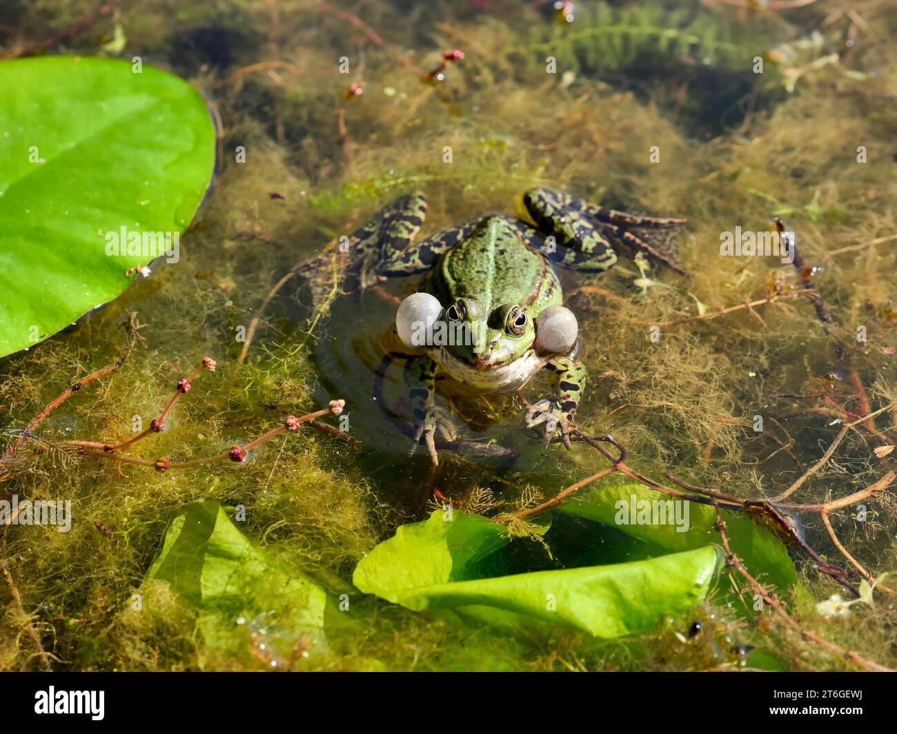 European green frog (edible frog, Rana esculenta or Pelophylax esculentus) croaking and swimming in a pond Stock Photo