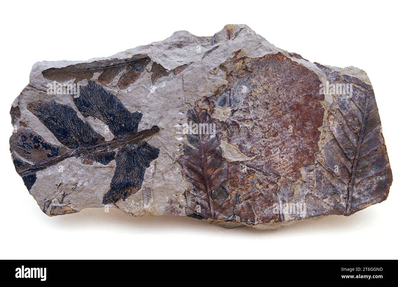 Alethopteris fossil ferns who lived in Carboniferous period