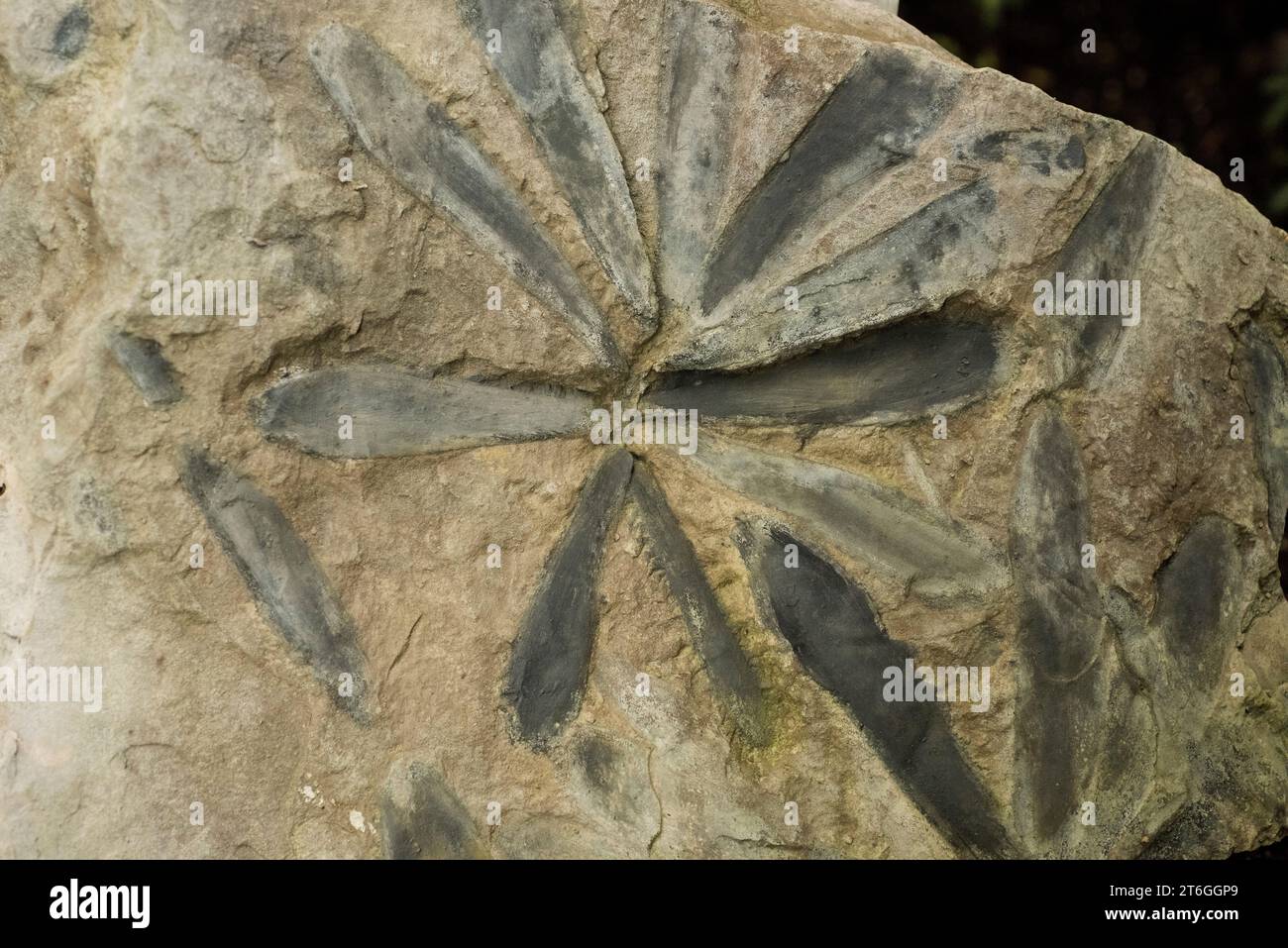 Cordaites lungatus is a fossil gymnosperm from Carboniferous. Sample. Stock Photo