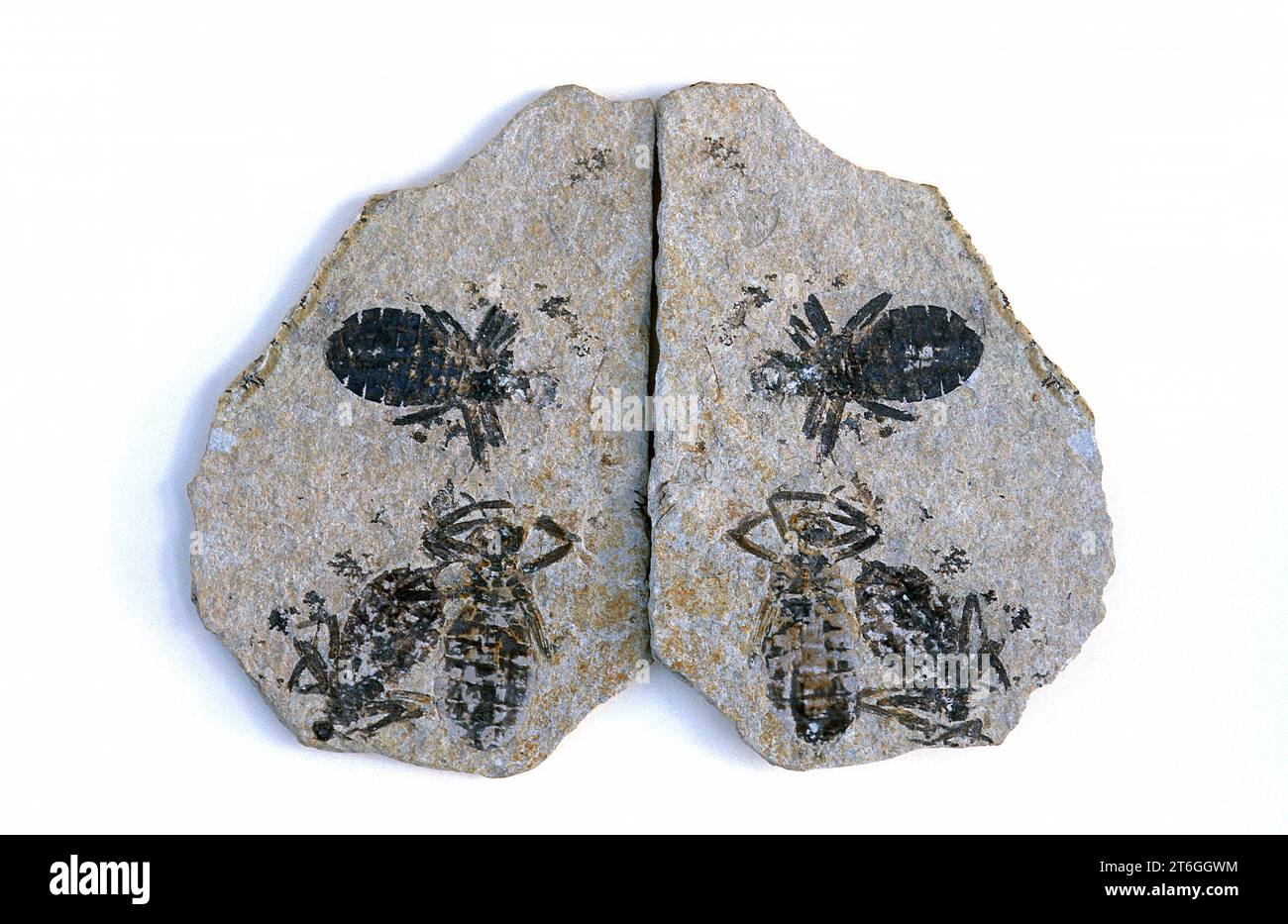 Dragonfly larvae fossil (Libellula doris) from Eocene. This sample comes from Italy. Stock Photo