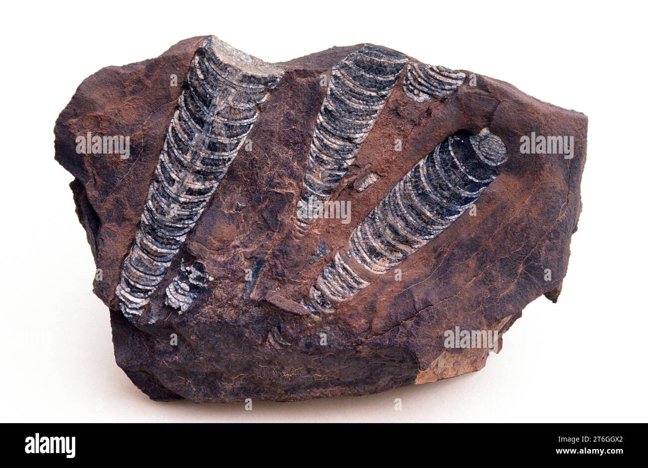 Orthoceras fossils from Silurian. This sample comes from Morocco. Stock Photo