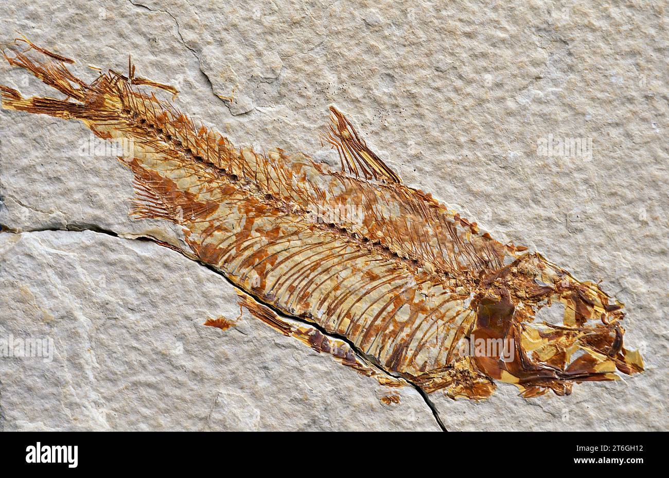 Fossil freshwater fish (Knightia sp.) that lived in Eocene. Sample. Stock Photo