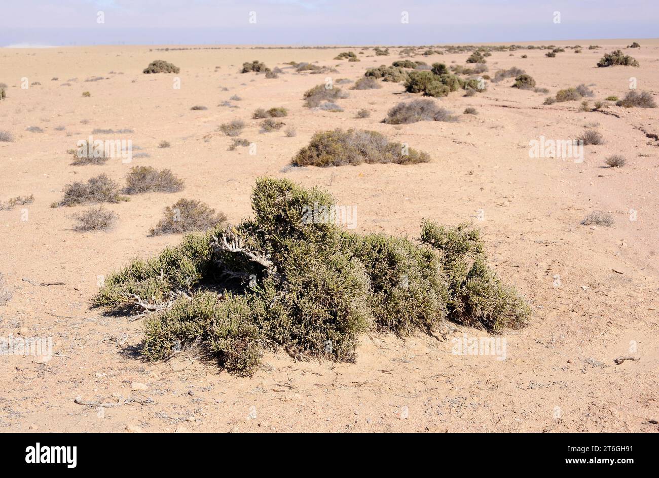 Arthraerua leubnitziae is an evergreen shrub native to Namibia. This photo was taken near Swakopmund, Namibia. Stock Photo