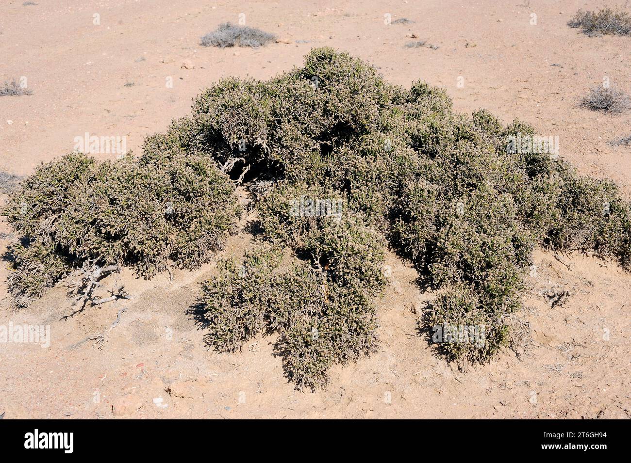 Arthraerua leubnitziae is an evergreen shrub native to Namibia. This photo was taken near Swakopmund, Namibia. Stock Photo