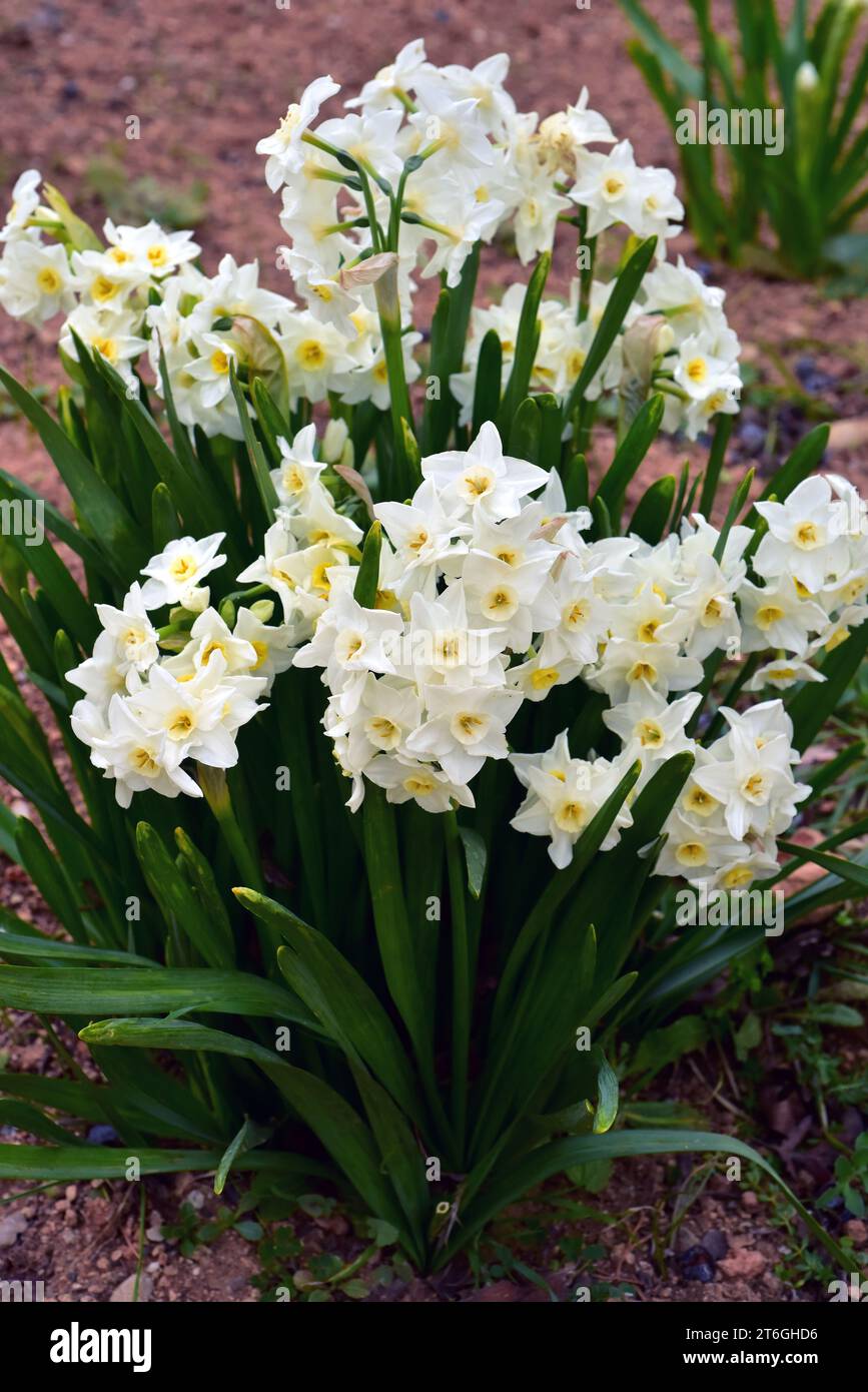 Paperwhite or bunchflowered narcissus (Narcissus tazetta) is a bulbous
