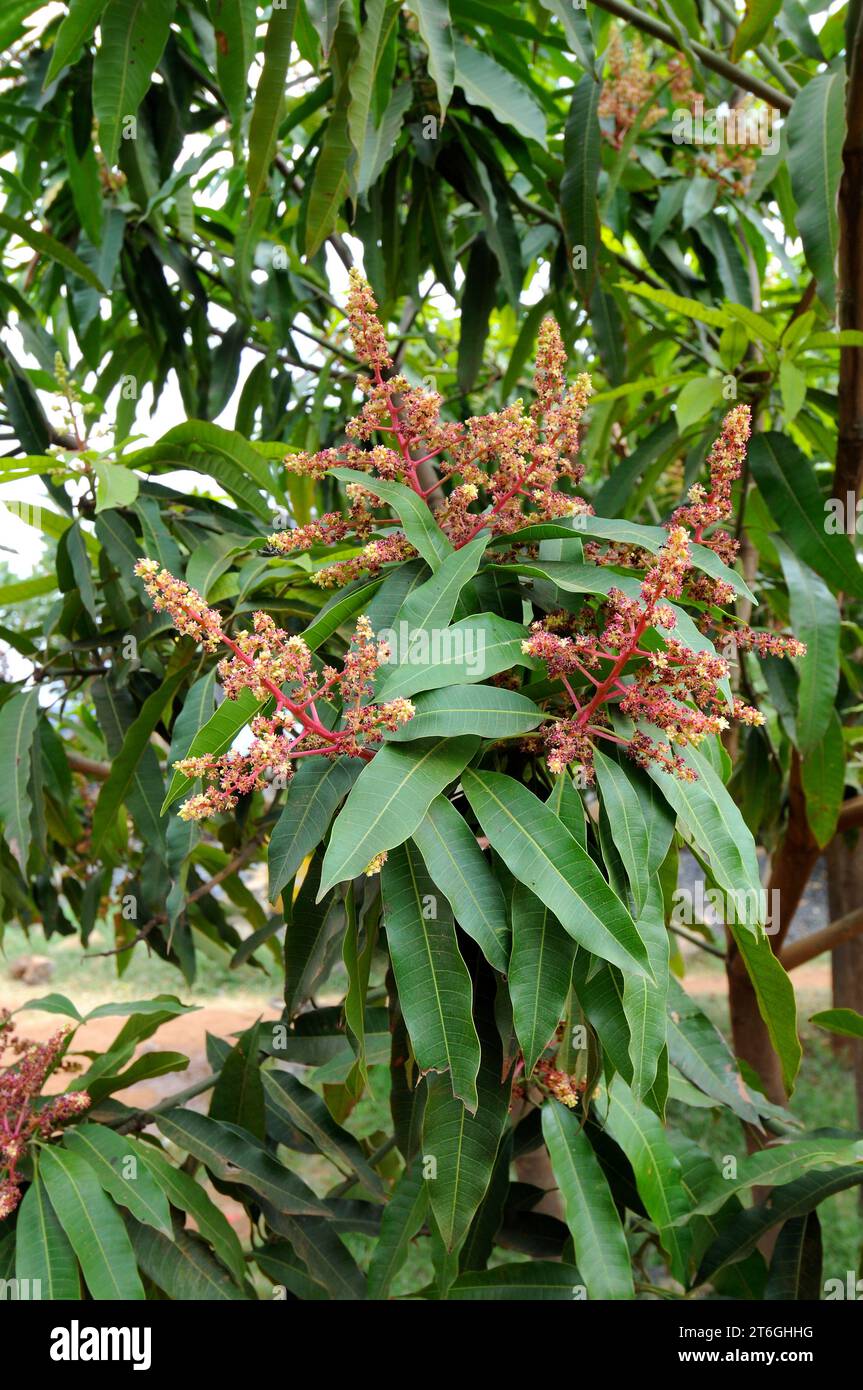 Mango (Mangifera indica) is an evergreen tree widely cultivated for its edible fruits. Is native to India and Indochine. Flowers and leaves detail. Th Stock Photo