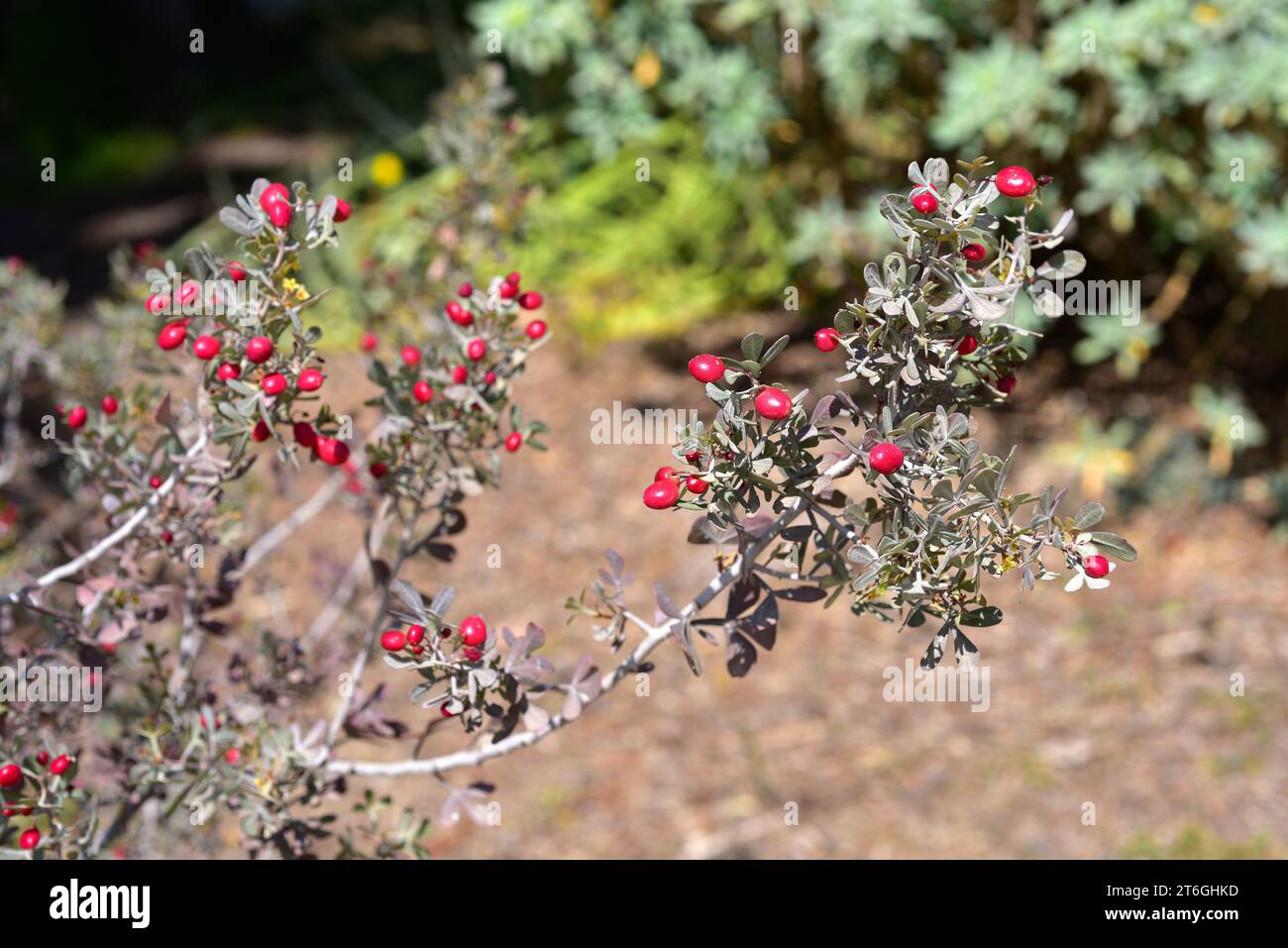 Zumaque Zumaque blanco hi-res stock photography and images - Alamy