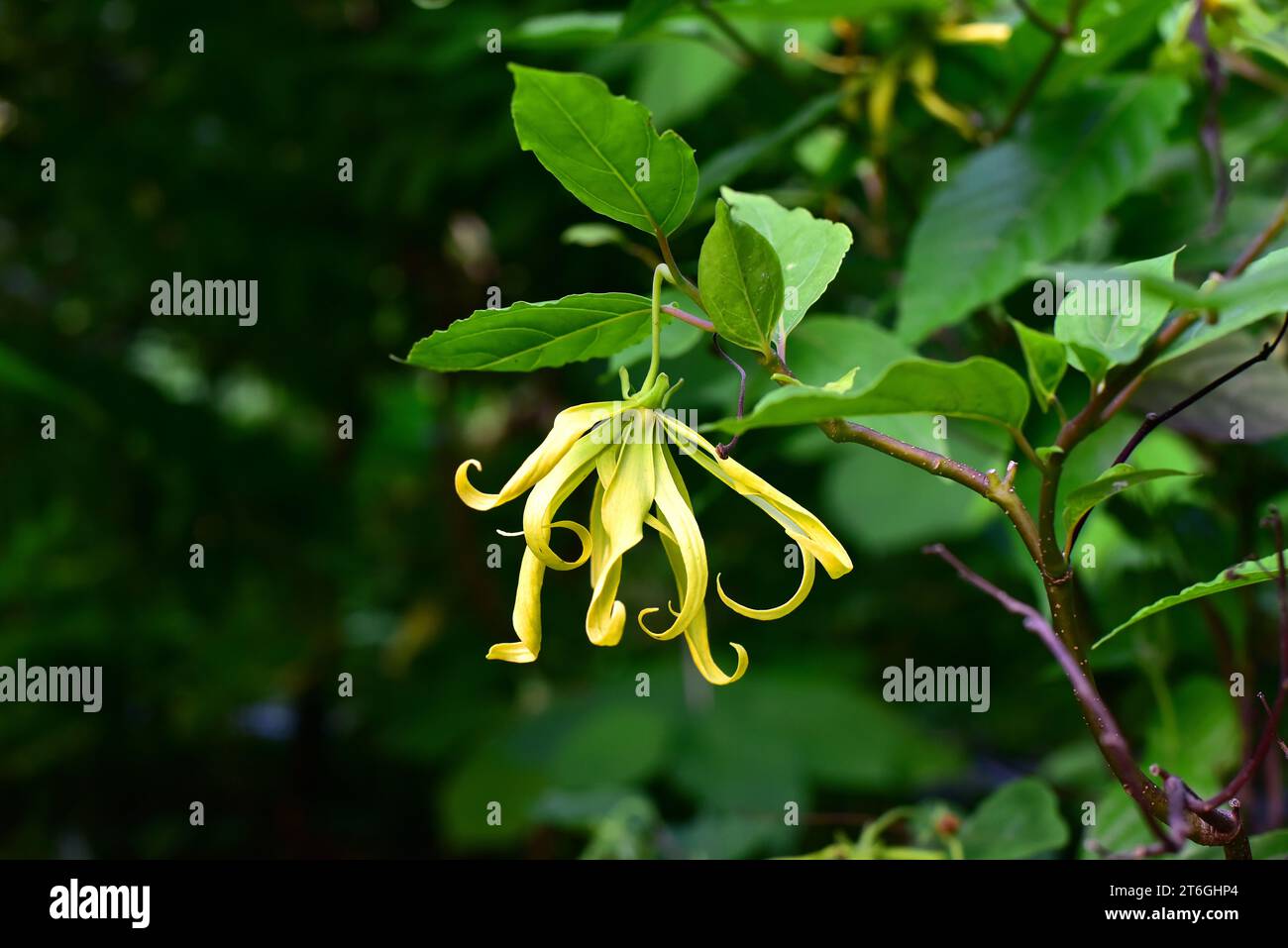 Cananga tree (Cananga odorata) is an evergreen tree native to tropical Asia. Its flowers named ylang-ylang are highly appreciated in perfumery. This p Stock Photo