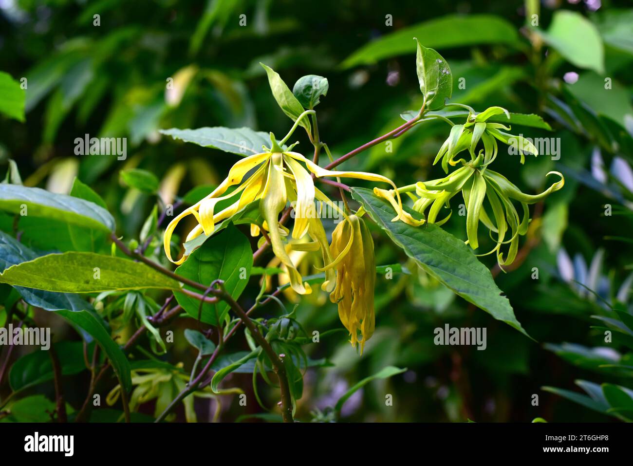 Cananga tree (Cananga odorata) is an evergreen tree native to tropical Asia. Its flowers named ylang-ylang are highly appreciated in perfumery. This p Stock Photo