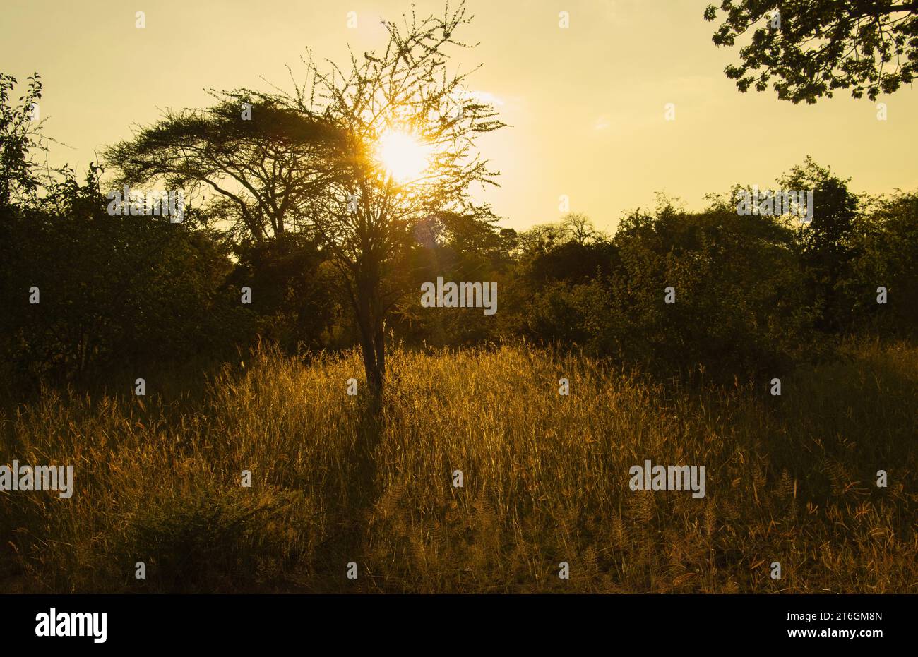 The first and last hour of the day is the best time for photographing when on safari. known as the Golden Hours for the softer light. Stock Photo