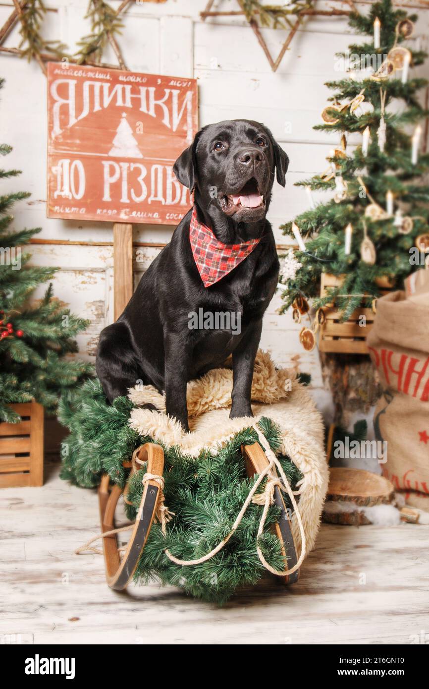 Happy New Year, Christmas holidays and celebration. Labrador Retriever Dog Stock Photo
