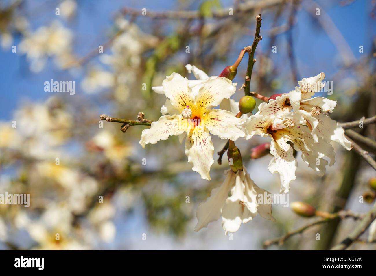White Flowers of floss silk tree, Ceiba chodatii tree, Malaga Spain. Stock Photo