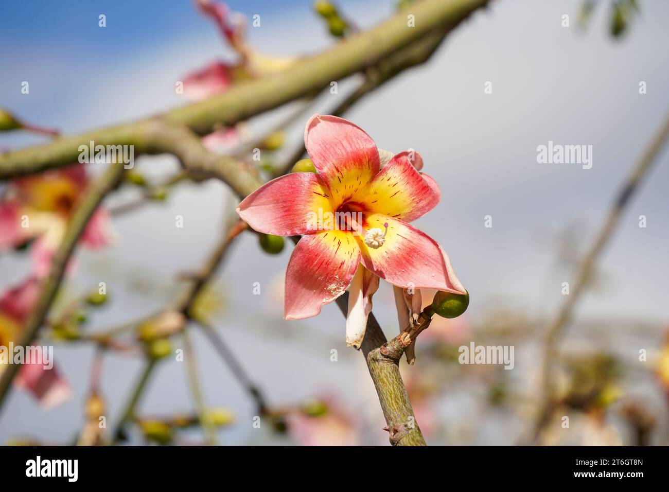 Flowers of floss silk tree, Ceiba Speciosa tree, Malaga Spain. Stock Photo