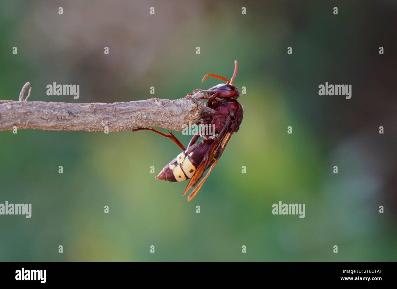 Oriental hornet (Vespa orientalis), native to south-eastern Asia, Andalucia, Spain. Stock Photo
