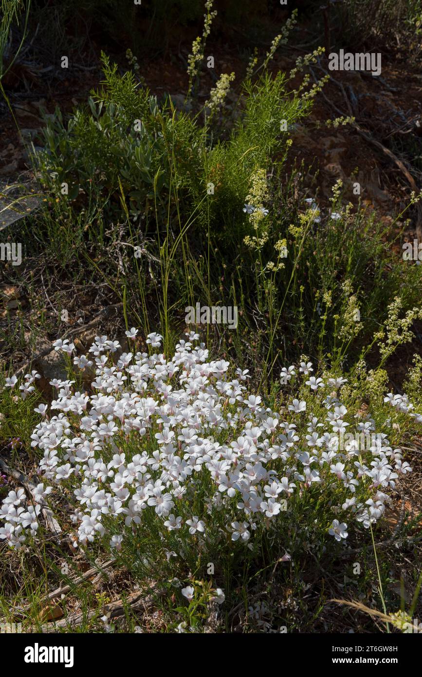 fleurs blanche sauvage, Linum suffruticosum, dans la campagne provençale-wild white flowers, Linum suffruticosum, in the Provencal countryside Stock Photo