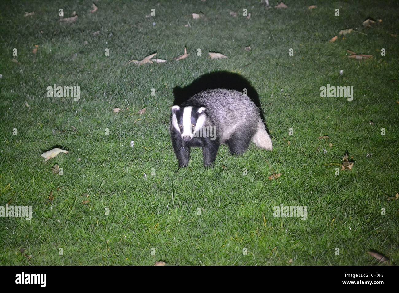 Wild European Badger Visiting An Urban Back Garden In The UK - Meles Meles - British Mammal - Black And White Animal - Woodland Wildlife - UK Stock Photo