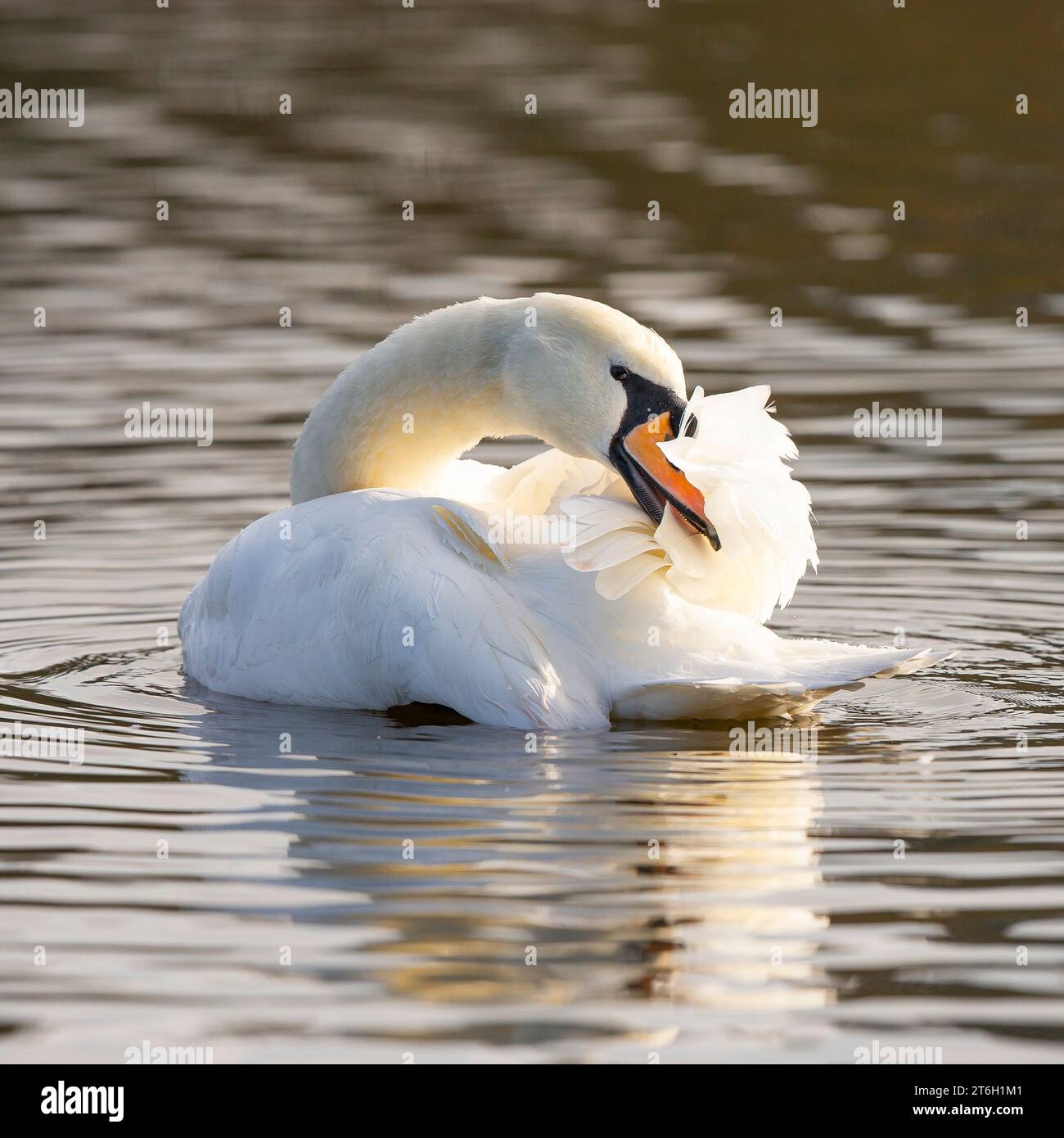 Kidderminster, UK. 10th November, 2023. UK weather: the local wildlife enjoys some much needed sunshine today, quite a contrast to the past wet, gloomy week. The weather continues dry for tomorrow's Armistice Day but turns wet again for Sunday. A lone mute swan preens in the morning sunshine. Credit: Lee Hudson/Alamy Live News Stock Photo