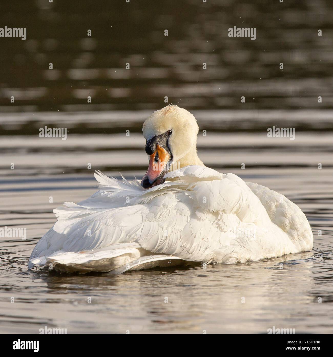 Kidderminster, UK. 10th November, 2023. UK weather: the local wildlife enjoys some much needed sunshine today, quite a contrast to the past wet, gloomy week. The weather continues dry for tomorrow's Armistice Day but turns wet again for Sunday. A lone mute swan preens here in the morning sunshine. Credit: Lee Hudson/Alamy Live News Stock Photo