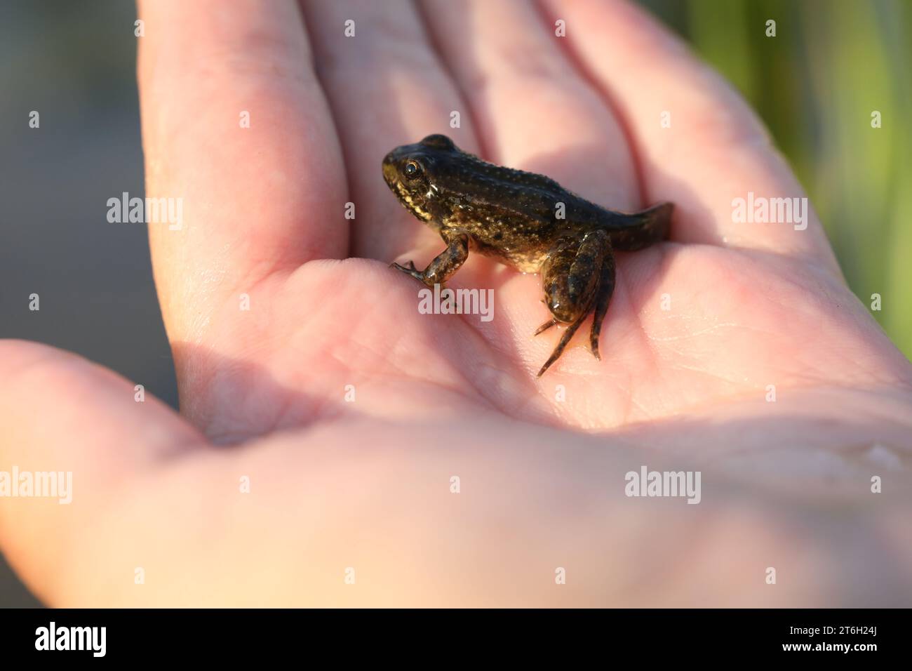Green edible frog in the water with grass Stock Photo